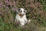 BERGER AUSTRALIEN PUPPIES 007